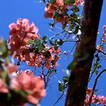 度假居 Lavastein-bauernhaus Yazmina Mit Schoenem Garten By Interhome